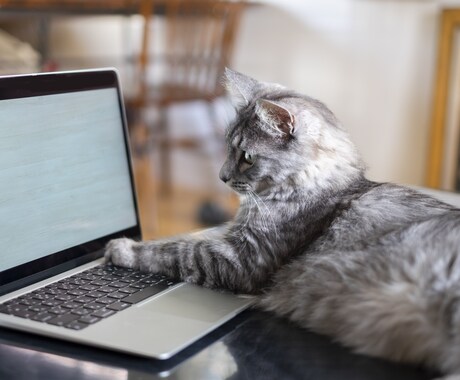 猫カフェ顧問・猫専門行政書士が質問にお答えします 猫と法務の悩み、プロがお答えいたします！ イメージ2