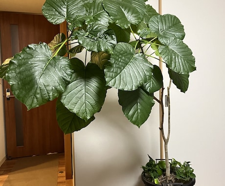観葉植物の選び方賜ります 職場の環境に最適な観葉植物をインテリア性も合わせてチョイス！ イメージ2