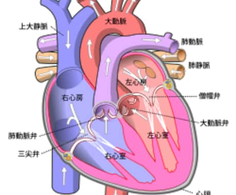 臓器別解剖生理学を指導します 苦手な臓器を克服して日頃の学習に役立てましょう。 イメージ2