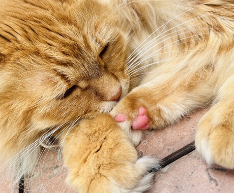 猫のプロが教える！スマホ撮影上達をサポートします 猫歴20匹×プロ18年の撮影添削 イメージ2