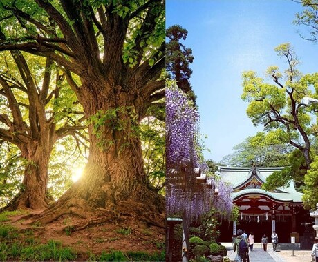 開運する家の神棚の祀り方をリーディングいたします 【産土神社鑑定された方】神棚のエネルギーを整える最適な神社札 イメージ2