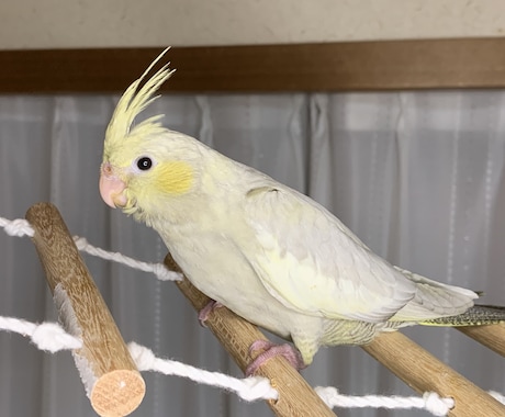 オカメインコの育て方についての相談にのります ヒナの育て方、繁殖のやり方、体重が増えない等の相談各種 イメージ1