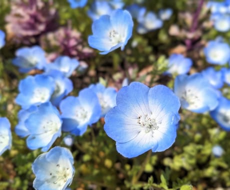 商用・商品化に使える花の写真素材を撮影します 色んな花を指定でき、幅広い用途で使えます イメージ1