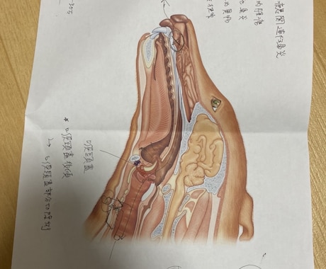 短頭種気道症候群についてご相談承ります 動物呼吸器科認定看護師が短頭種気道症候群についてご説明します イメージ1