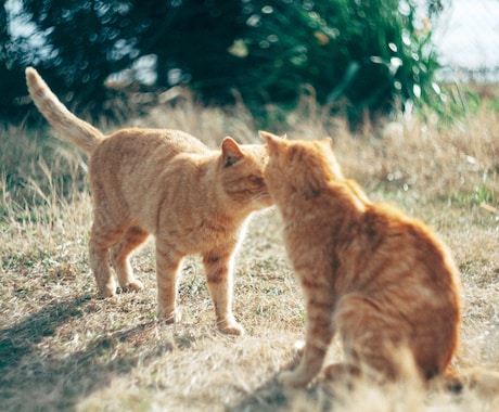 猫島撮影！出張撮影してきます 全国を旅する猫カメラマン あなたへ笑顔をお届けします。 イメージ2
