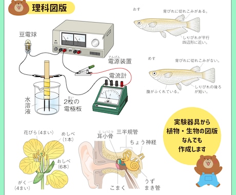 学参教材や理科図版、医療系イラストなど承ります リアルからかわいいまで正確でわかりやすい図版を作成します！ イメージ2