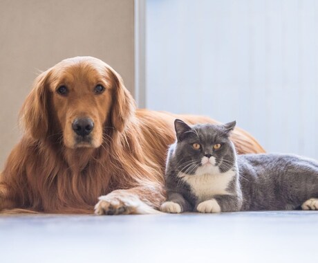 大切なペットちゃんの気持ちを霊視で読み解きます お写真から伝わるあなたへの大切なメッセージをお伝えします イメージ2