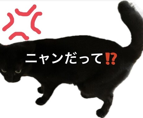 ニャンだって？！な話　ここで発散できます 理不尽な事・愚痴　一緒にシャーシャー怒ります　否定や説教なし イメージ1