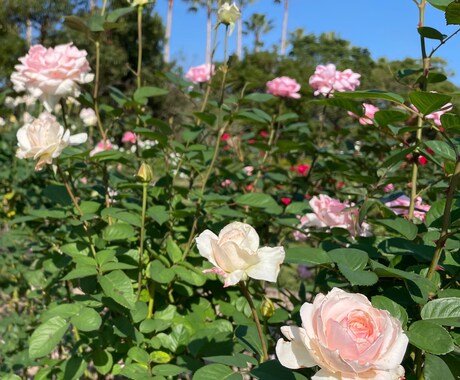 健康に関する内容のお話しを聞きます 健康面に関するお話し聞きます。 イメージ1