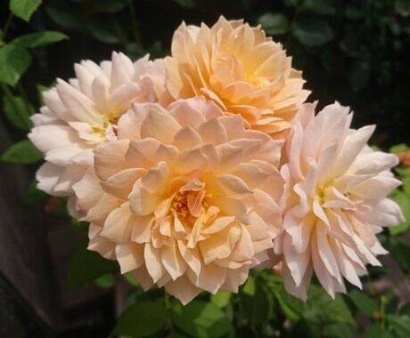 本来のあなたらしさが輝く方法をお伝え致します “悩みの種”から“幸せの花”を咲かせましょう！ イメージ1