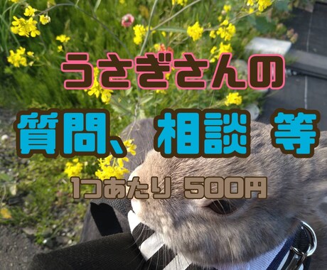 飼育歴12年!!うさぎの飼育相談受け付けます イメージ1