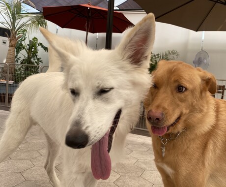 犬との暮らしに関するお悩み相談をお聞きします 誰に聞いたら良いかわからないような些細なことでも大丈夫です。 イメージ1