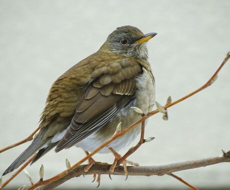 分からない野鳥教えます 〜初心者から最短で野鳥博士になりませんか？〜 イメージ1