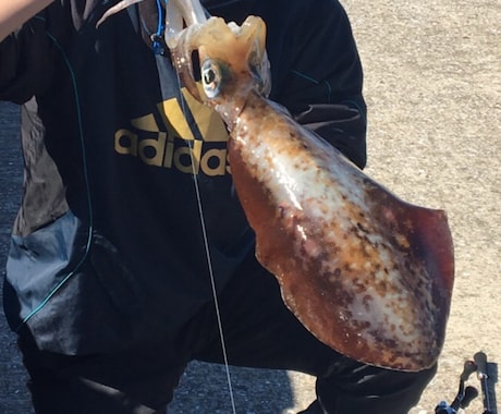 釣れない方必見！エギングでお悩みの方釣り方教えます エギングを始めたい方、なかなか釣れない方はどうぞ。 イメージ1