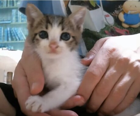 癒し♡猫たちと一緒にお話します 猫たちと一緒にまったりな時間を過ごしましょう(=‘ｘ‘=)♡ イメージ1