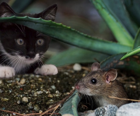 様々なシチュエーションで使える猫の画像集めます 可笑しい!可愛い!!癒される!!50枚セットでお渡しします イメージ2