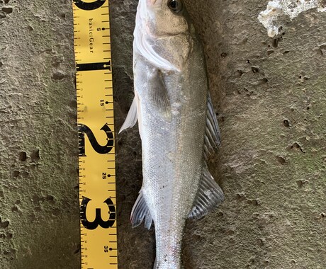 和歌山県の海釣りポイント教えます エギング、太刀魚、青物、その他いろいろポイント教えます。 イメージ2