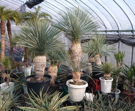 植物全般のお悩み相談、技術指導、承ります 観葉植物、お花、植木、育成、植え込み、デザイン、何でもOK イメージ1