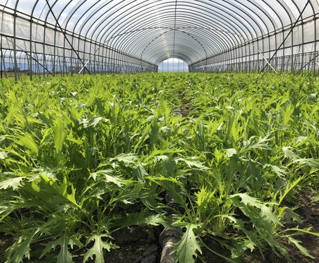 野菜を美味しく作るコツ！！教えます 良質な野菜・栄養価の高い野菜を作るためのノウハウを伝授します イメージ1