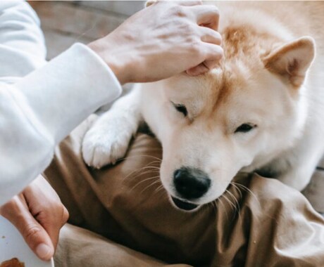 獣医師が相談にのります 動物病院勤務の獣医師による相談サービス イメージ1