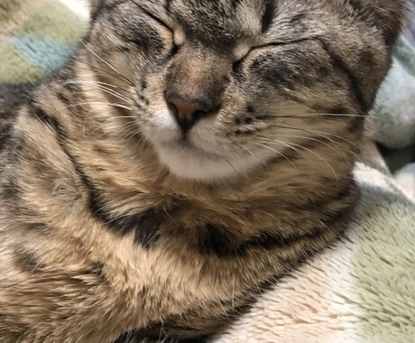 猫の飼い方教えます 産まれたときから猫と共に過ごした経験 イメージ2