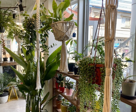 観葉植物の悩み、お部屋に合う観葉植物ご提案します 観葉植物店オーナーが観葉植物のアレコレ教えます イメージ2