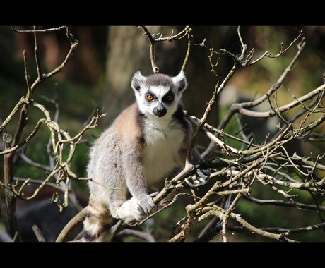 獣医師が新卒獣医の動物病院の就職先の相談に乗ります 就職先の動物病院に悩むあなたへ選び方や基準についてアドバイス イメージ1