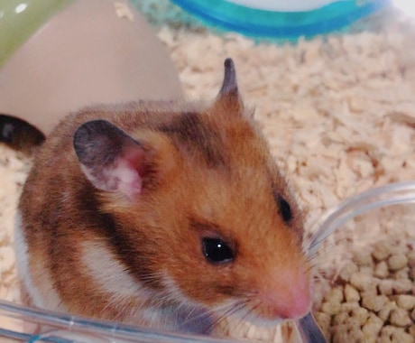 小動物の飼い方相談にのります 小動物を飼っている方、これから飼おうとしている方へ イメージ1