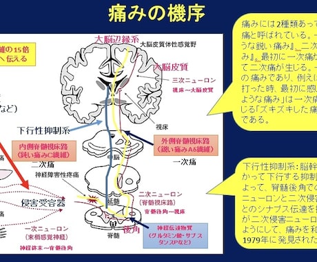PowerPoint、ワード資料作成をします 看護学生必見！皆んなに伝わるプレゼン資料、作成をサポート イメージ2