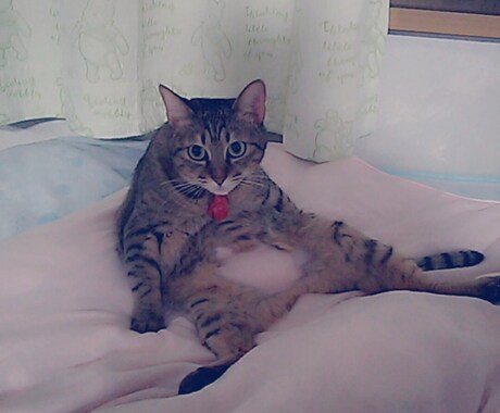 愛猫ちやんの写真提供します ネコチャンが、好きで癒しがほしい方是非♡♡ イメージ1