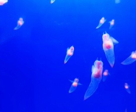未来の子どもの声、天使の声、届けます 私は4人の子を授かりました。巡り会うためにすべきこと イメージ2