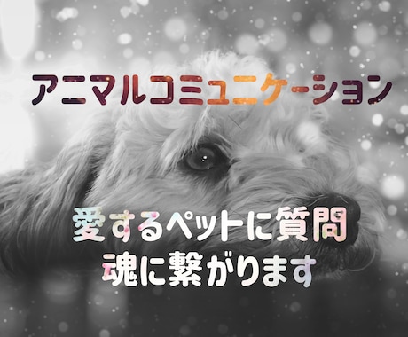 動物の気持ちをお伝えします あの子があなたに向ける思いを読み取ります イメージ1