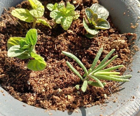 お好きな植物を育て＆弱った植物を再生します 先ずはチャットでご相談ください イメージ1