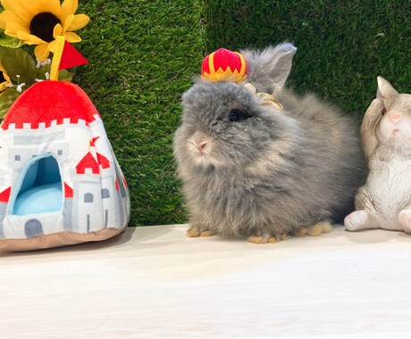 大切なペット達の飼育についてアドバイスします 元ペットショップ店員がペットの飼育方法やお悩みにアドバイス！ イメージ1
