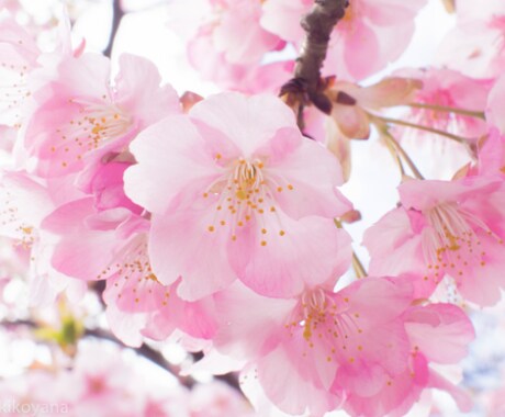 木花咲耶姫さま桜花ヒーリングアチューンメントします 木花咲耶姫さまの力強いエネルギーサポートと桜色の愛の波動を♡ イメージ1