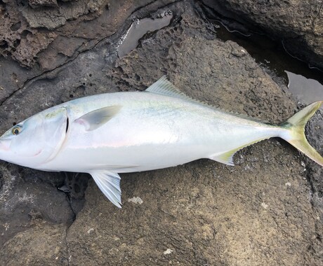 淡路島、明石、和歌山の釣りポイント教えます 関西近郊の釣りポイント教えます青物、スズキ、ヒラスズキ等 イメージ1