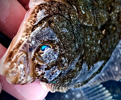 積丹半島沿岸のホッケ　カレイ釣り方アドバイスします 春の積丹は魚が湧いています。積丹の釣りは春が一番のチャンス！ イメージ2