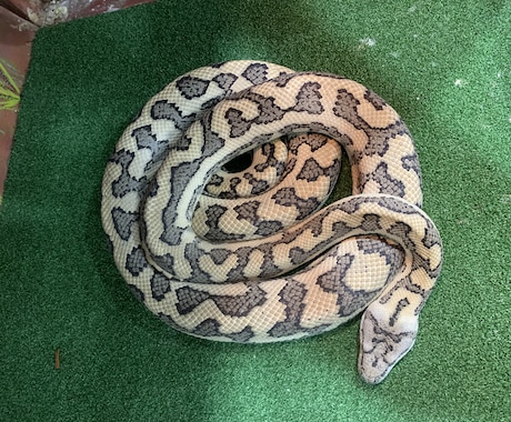 小動物、爬虫類、猛禽類などの飼育相談承ります 某個人営業の動物園での勤務経験から飼育のお悩み解決に導きます イメージ1