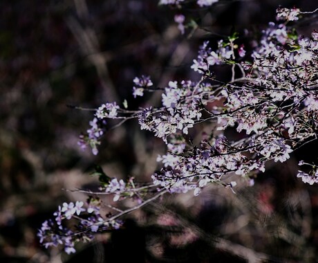風景や食べ物などの写真を提供します 川、滝、花等の写真を撮影しています。 イメージ1