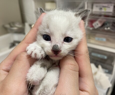 動物関連のことならなんでもお受けします 動物病院で出来る事、飼育されてるペット様に関する質問何でも イメージ2