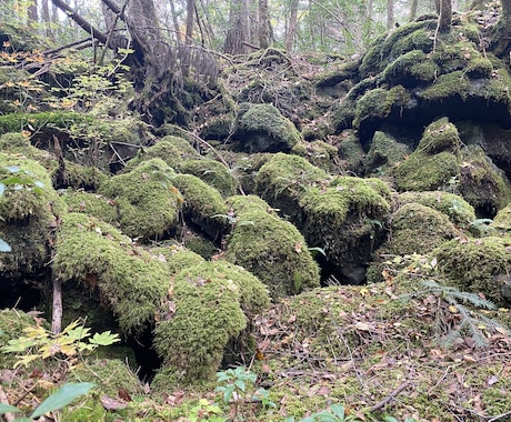 心体を整え自然におだやかに調律します 心体を自然な状態へ導く優しい整え、速さより丁寧に浄化します イメージ1
