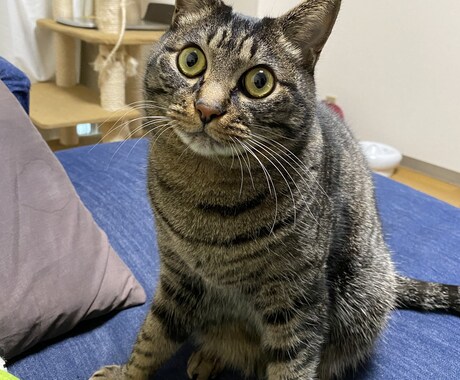 １日１回３０日猫画像をメールアドレスに配信します 猫が好きだけど飼えない人！生活感ある猫画像を毎日！ イメージ1
