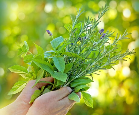 やさしい植物ケアのある毎日：レポートを提供します 心と体を癒すハーブ＆アロマ活用ガイド イメージ2