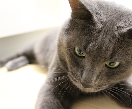 保護猫さんとあなたが幸せになる方法伝えます 子猫を保護した方、保護猫さんを迎え入れたい方ご覧ください！ イメージ1