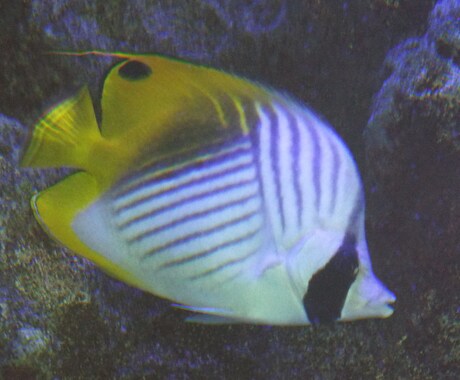 魚の同定、承ります この魚の種類は？毒は無いの？食べられるの？等々知りたい方へ！ イメージ2
