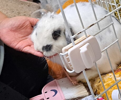 あなたとペットのキズナ深めます 大事な家族のご飯について考えませんか？ イメージ1