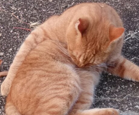 ～猫又の猫の手も借りたい相談室～ イメージ1