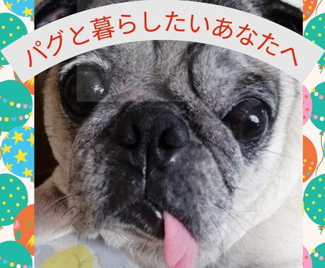 パグ好きさんのための飼いかた相談乗ります パグの飼い方のポイント、しつけ、健康など細かくお話します イメージ1