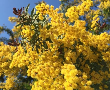 一人一人に合った植物をお選び致します 自分や相手に合う植物が分からない方にオススメです。 イメージ1