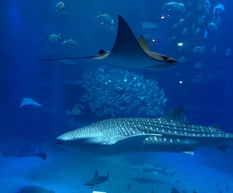 風景やカフェ等のお洒落な写真を提供します 女性や男性を問わず、「お洒落」「素敵」が好きな方向けに イメージ2